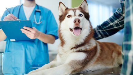 Pets a Big Boon in Pandemic as Pet Care Industry Thrives