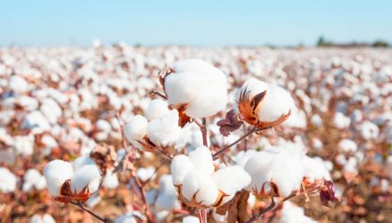Cotton ETN Rallies as Prices Hit Highest in a Decade