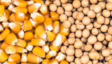 Bolivia-Brazil Biofuels Agreement Could Bolster Corn, Soybeans