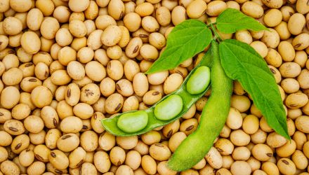 Soybean Prices Stay Steady as 2023 Harvest Comes to a Close
