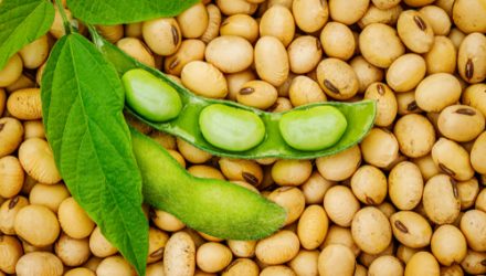 Demand Through 2023 Could Help Keep Soybean Prices Afloat