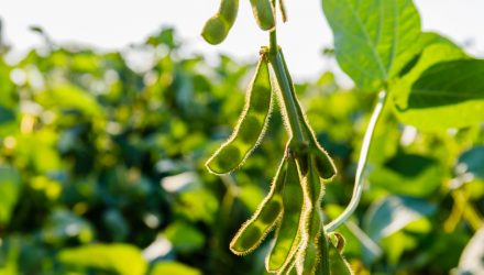 Keep an Eye on This Soybean ETF as China Looks to Lower Imports