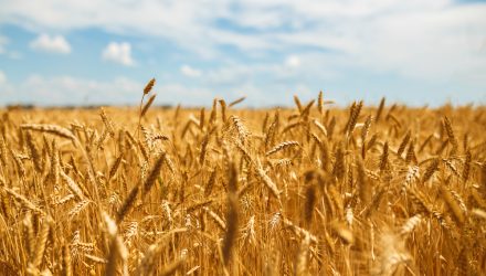Wheat Futures Jump on Expectation of Lower Production