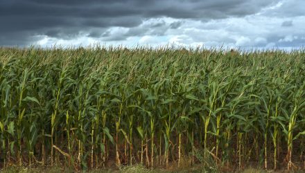 South American Factors Will Affect Corn, Soybean Prices