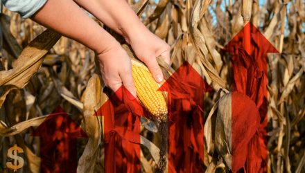 Analytics Firm Predicts Corn Prices Will Stay Elevated in 2023
