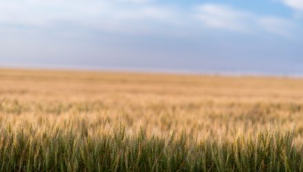 Grain-Growing Conditions in Texas Should Strengthen Wheat Prices