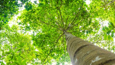 Evaluating Global Carbon Offset Opportunities