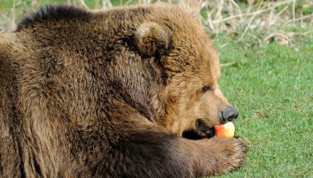 Bearish Apple Traders Continue to Thrive in Current Market