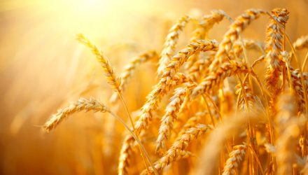 Wheat Prices See More Downward Pressure After Bumper Harvest