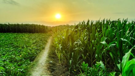 Decent U.S. Crop Production Puts Pressure on Corn, Soybean Prices