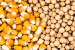 Supply Disruptions Build Bullish Case for Soybeans, Corn