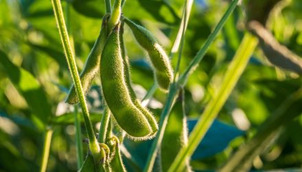 Brazil Plans to Scale Back on Soybean Expansion