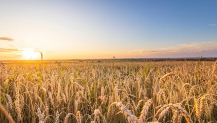 Rising Russian Wheat Prices Underscore Global Food Concerns