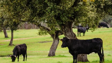 2 Equity Plays for Cautious Bulls in 2025