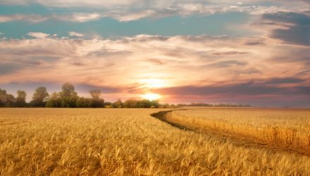 Warmer-Than-Expected India Winter Could Affect Wheat