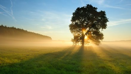How to Drive Organic Growth: Insights from FINNY