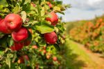 This Stock is the Apple of Warren Buffett’s Eye