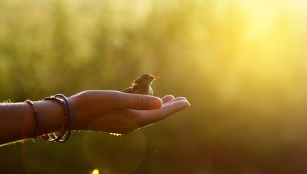 A Bird in the Hand