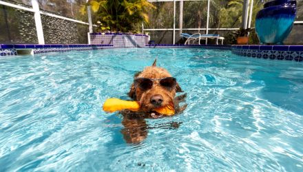 More Dog Days of Summer for the U.S. Dollar