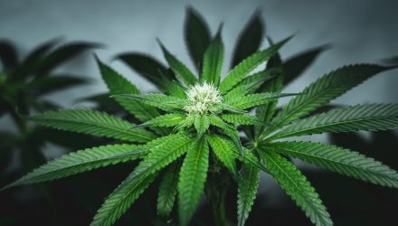 Disruptive Theme of the Week: Cannabis Staging a Comeback