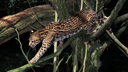 A New KAT in the ETF Jungle: Scharf's Funds Arrive With Scale