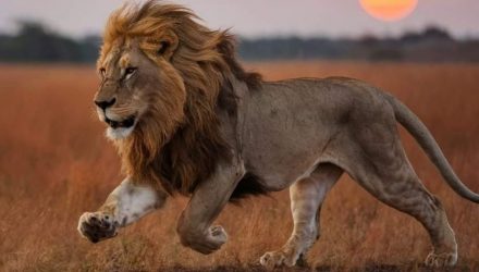LionShares Looks to Outpace the Pack With TOT ETF