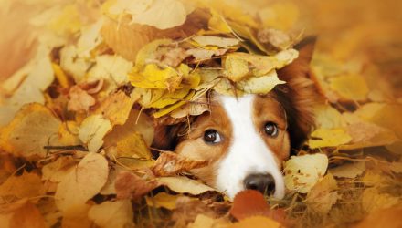 Don’t Be Scared of the ‘September Effect’