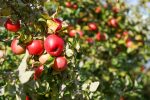 Hedge Apple Bets With This ETF