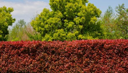 Asset Allocation Bi-Weekly – The Debasement Hedge: A Tale of 2 Safeties