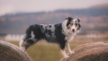 High Yield Dividend ETF SDOG Spreads Income Across Sectors