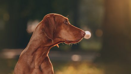 International Dividend ETF IDOG Shifts to Europe