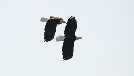 First Eagle Adds Active ETF Pair to Growing Lineup
