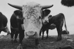 Direxion Launches 2X ETFs for ADBU, PYPU, TXN, & UNH