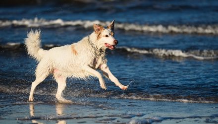 SDOG Holdings Surge as Market Rotates out of Tech