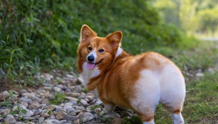 Corgi Funds Launches Record 34 ETFs