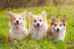 Corgi Breaks Records Again: The Debut of 35 ETFs