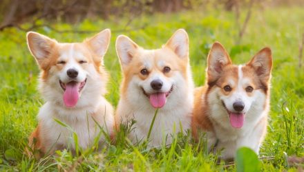 Corgi Breaks Records Again: The Debut of 35 ETFs