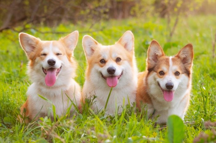 Corgi Breaks Records Again: The Debut of 35 ETFs