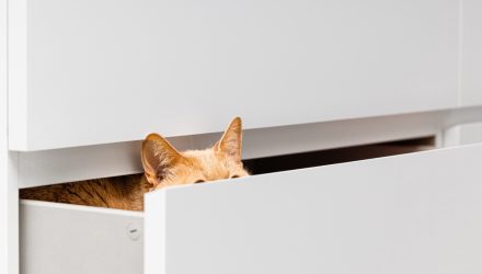 Investors Are Hiding Despite the Best Earnings in 10 Years