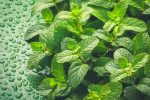 Keep It Short & Sweet With MINT