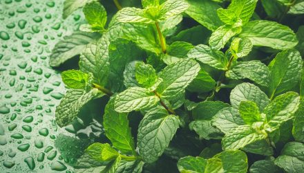 Keep It Short & Sweet With MINT