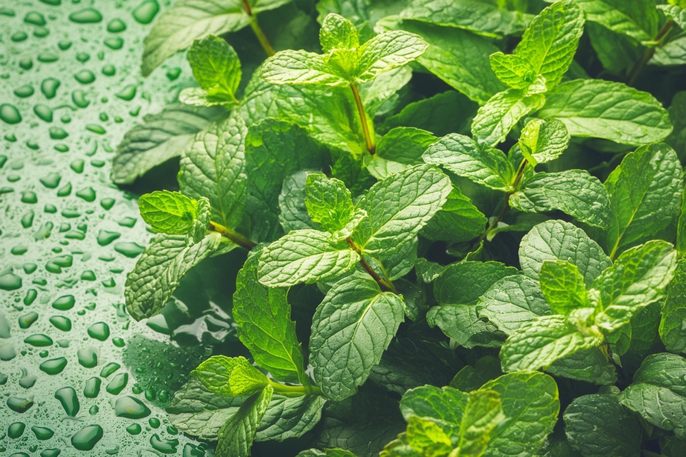 Keep It Short & Sweet With MINT | ETF Trends